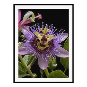 Lila Passion Fruit Blume, Fotodruck