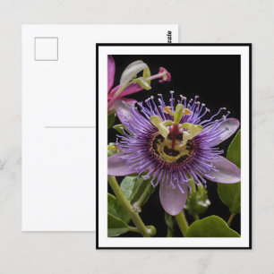 Lila Passion Fruit Blume, Postkarte