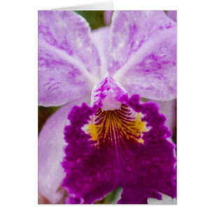 Lila Passion Orchid