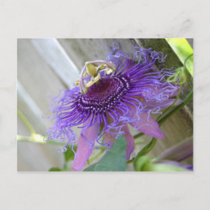 Lila Passion tropische Blume blühen nah auf Postkarte