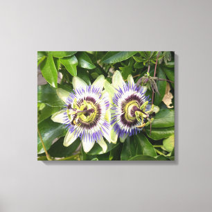 Lila Passionsblumen-Botanik-Leinwanddruck Leinwanddruck