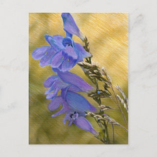 Lila Penstemon Mixed Media Zeichnend Postkarte