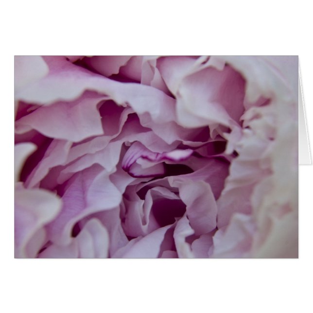 Lila Peony Card (Vorderseite (Horizontal))