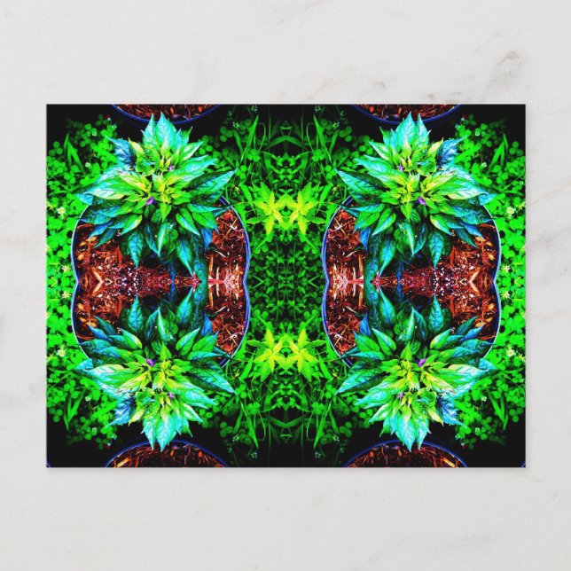 lila Pequinspiegel 4 Postkarte (Vorderseite)