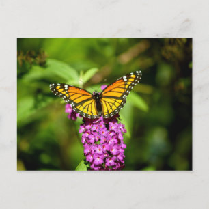 Lila Perch (Viceroy Butterfly) Postkarte