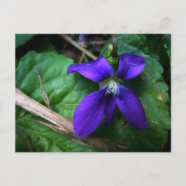 Lila Petalen Postkarte