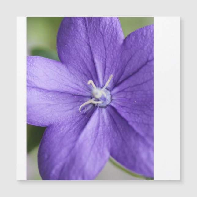 "Lila Petalpuzzle - Ruhe in jedem Stück" Magnetkarte (Vorderseite)