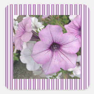Lila Petunia-Aufkleber Quadratischer Aufkleber