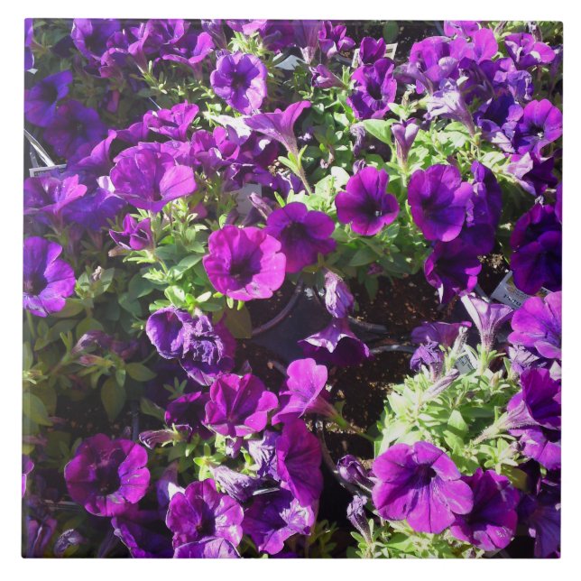 Lila Petunia Blume Tile Fliese (Vorderseite)