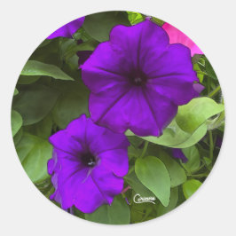 Lila Petunias - Aufkleber für den Umschlag