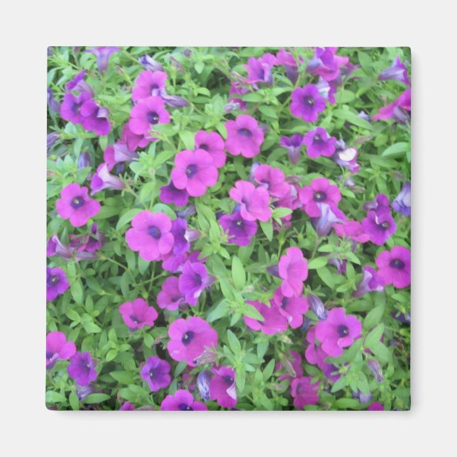 Lila Petunias Magnet (Vorne)