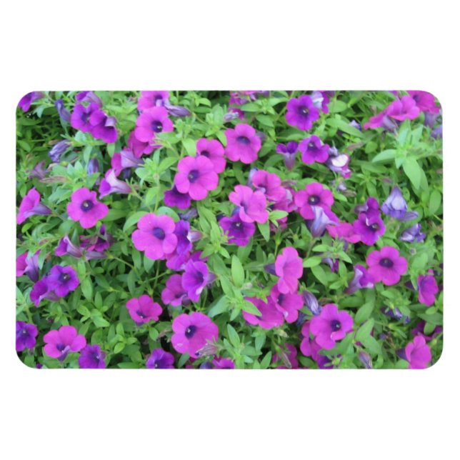 Lila Petunias-Magnet Magnet (Horizontal)