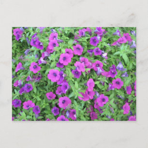 Lila Petunias Postkarte