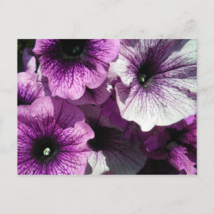 Lila Petunias Postkarte