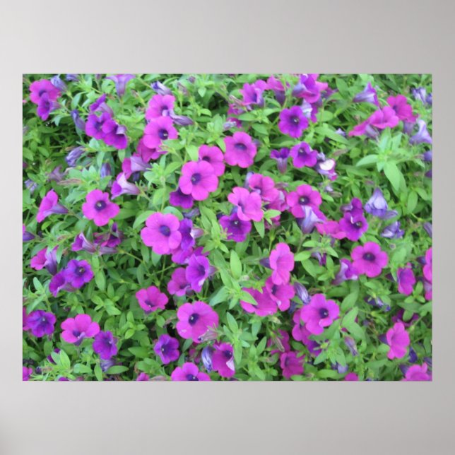 Lila Petunias Print Poster (Vorne)