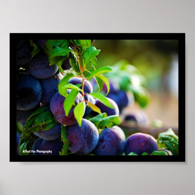 Lila Pflaumen am Baum Poster (Vorne)