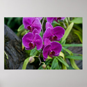 Lila Phalaenopsis Orchid Poster