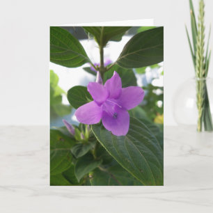 Lila Philippine Violet Karte
