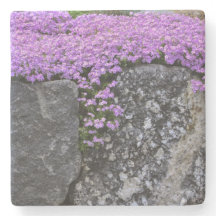 Lila Phlox auf Steinen