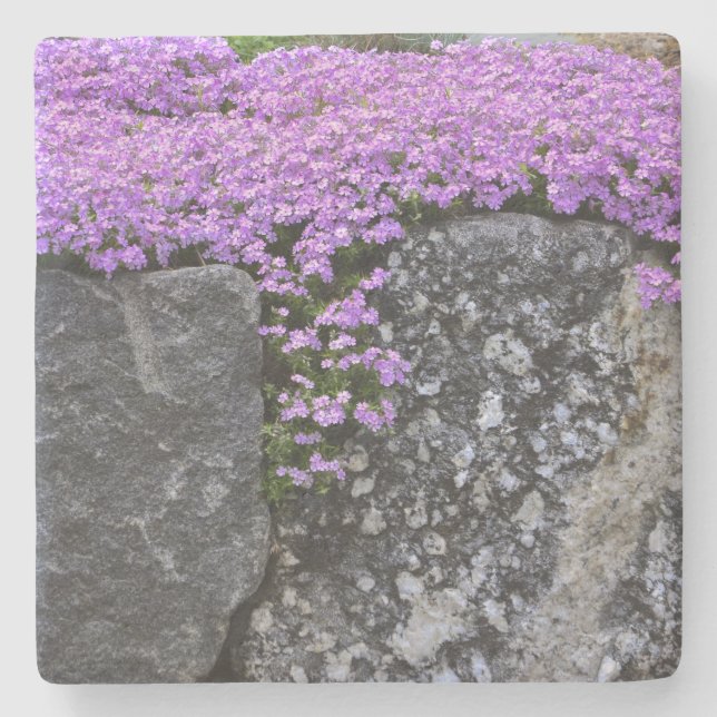 Lila Phlox auf Steinen Steinuntersetzer (Vorderseite)