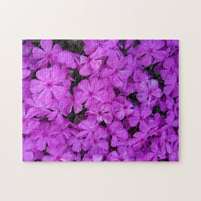 Lila Phlox-Blume (Horizontal)