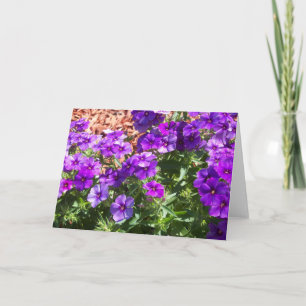 Lila Phlox-Blume auf einer leeren Grußkarte Karte