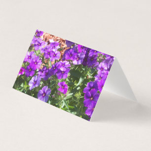 Lila Phlox-Blume auf einer leeren Karte