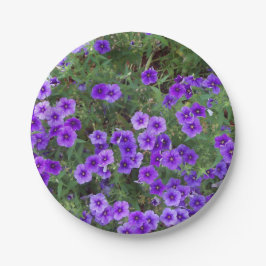 Lila Phlox-Blume auf einer Pappteller