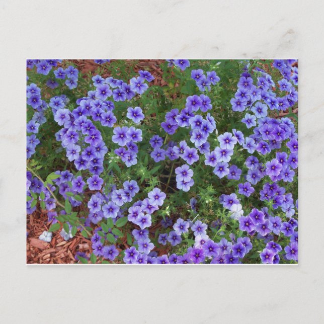 Lila Phlox-Blume auf einer Postkarte (Vorderseite)