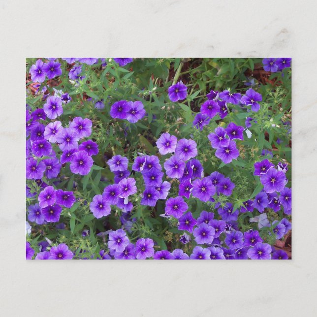 Lila Phlox-Blume auf einer Postkarte (Vorderseite)