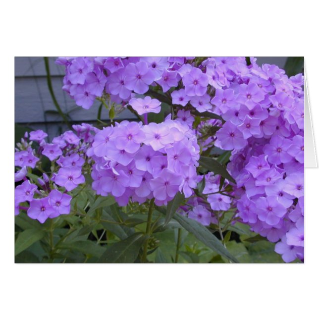 Lila Phlox-Karte (Vorderseite (Horizontal))