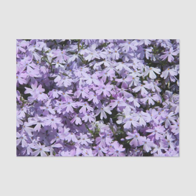 Lila Phlox-Testpapier Seidenpapier (Vorderseite)