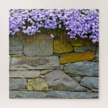 Lila Phlox und Rocks