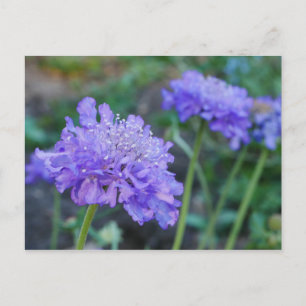 Lila Pinsel-Blume Postkarte