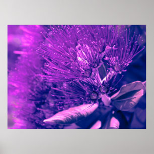 Lila Pohutukawa Tree Poster