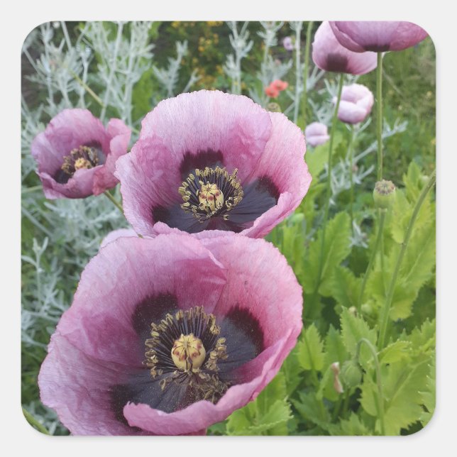 Lila Poppy Poppies Blume Auto Air Freshener Quadratischer Aufkleber (Vorderseite)