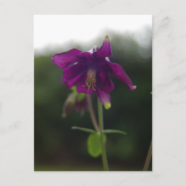 Lila Postkarte (Vorderseite)