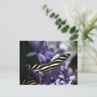 Lila postkarte