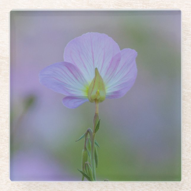 Lila Primrose Glasuntersetzer (Vorderseite)