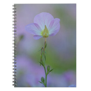 Lila Primrose Notizblock