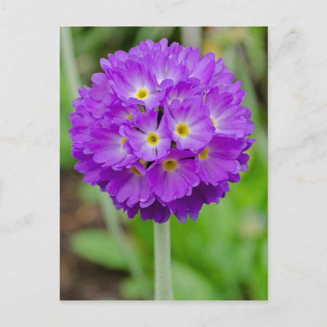 Lila Primula Blume Postkarte (Vorderseite)