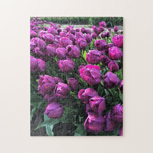 Lila Prince Tulips (Vertikal)
