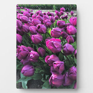 Lila Prince Tulips Fotoplatte