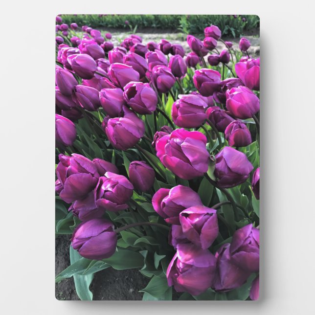 Lila Prince Tulips Fotoplatte (Vorderseite)
