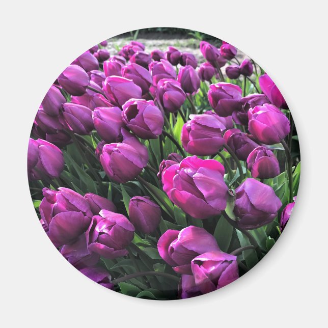 Lila Prince Tulips Magnet (Vorne)