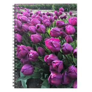 Lila Prince Tulips Notizblock