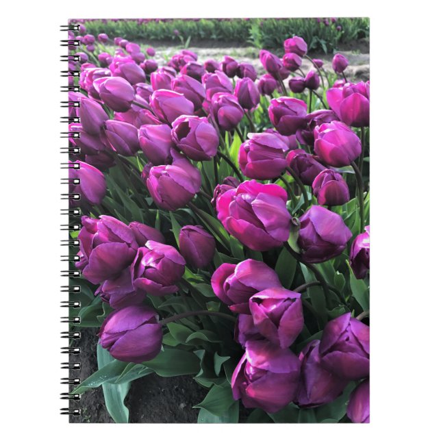 Lila Prince Tulips Notizblock (Vorderseite)
