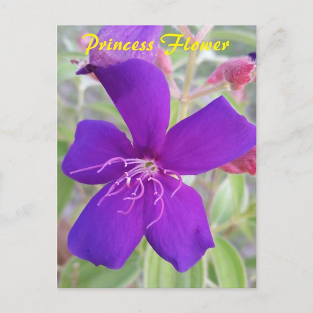 Lila Princess-Blume - Postkarte für Schneckenpost (Vorderseite)