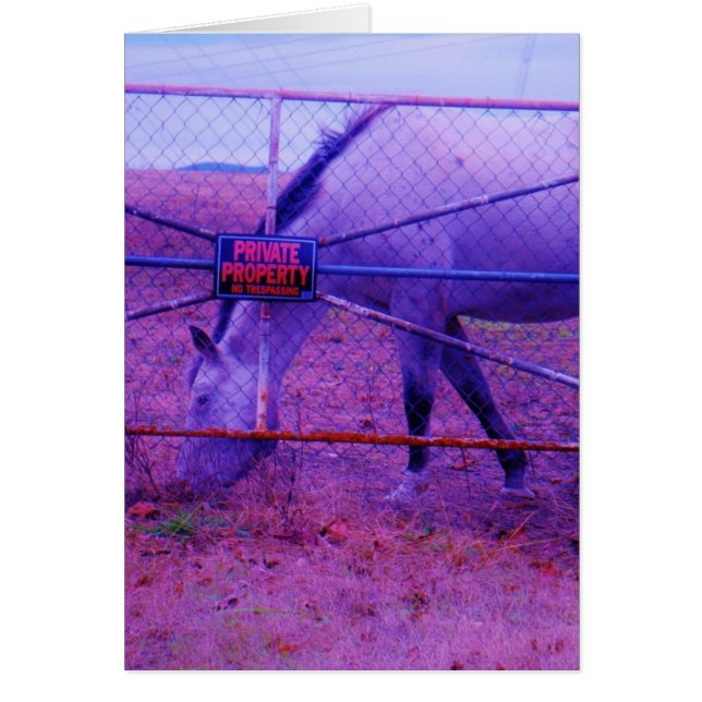 Lila Privateigentum - Pferd (Vorne)