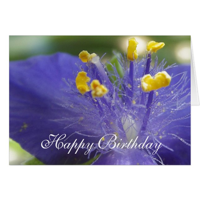 Lila Queen-A (Vorderseite (Horizontal))